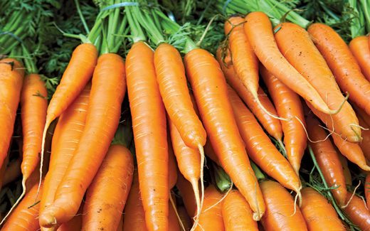 Aldrovandi